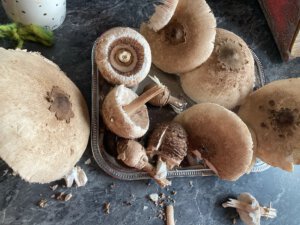 Monatsrückblick August 2025: Welch abwechslungsreicher Geburtstagsmonat!